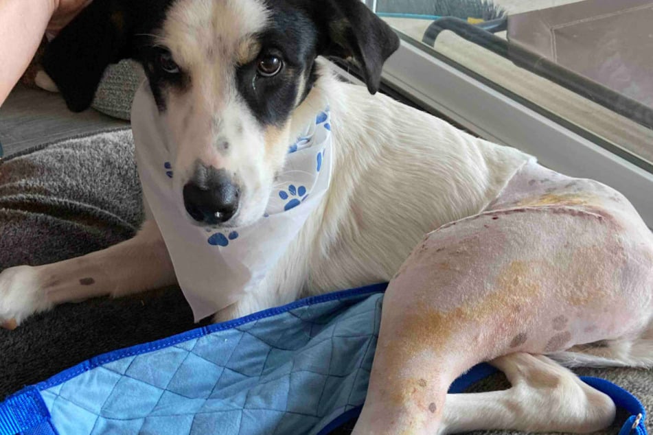 Dieser Blick! Der Hund Milo brach sich seinen Oberschenkelknochen, als er aus dem fahrenden Wagen seiner Besitzerin sprang.