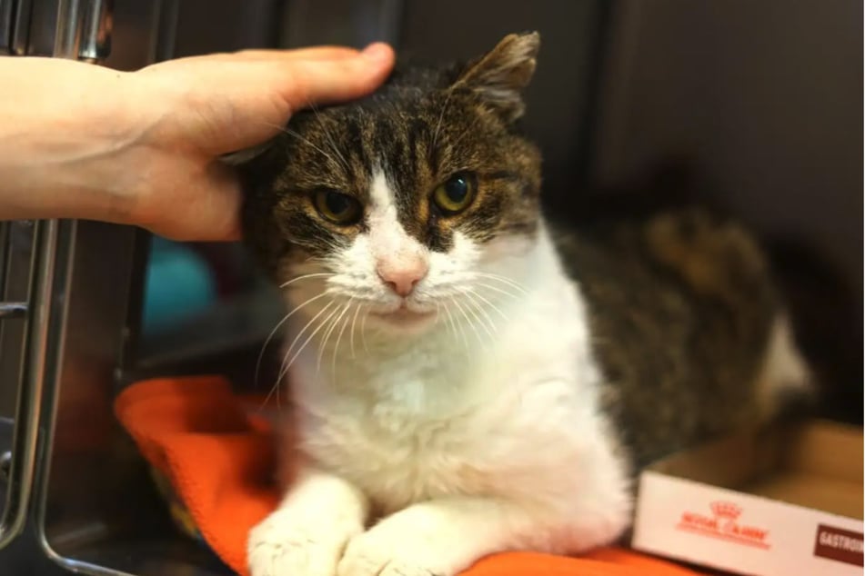 Rudi hledá klidný a láskyplný domov pro své šťastné zakončení.