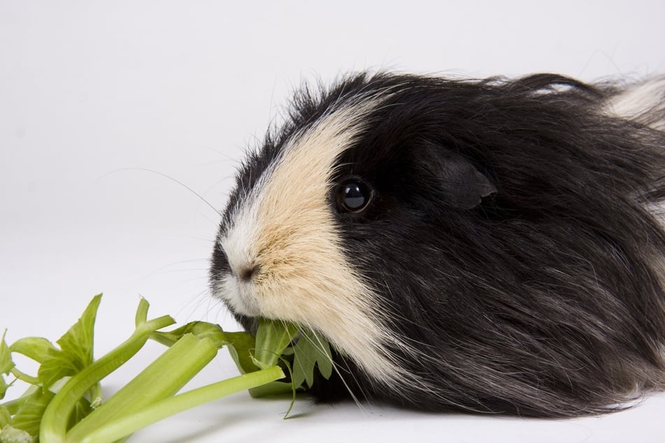 Kleine Mengen Sellerie werden von Meerschweinchen in der Regel gut vertragen.