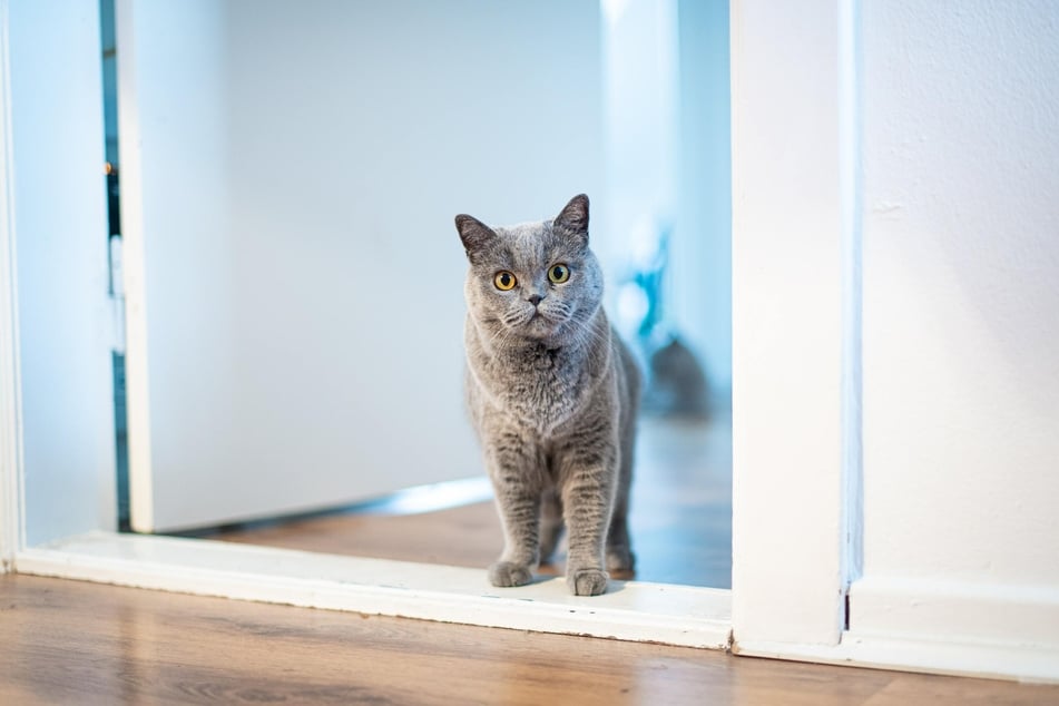 Cats will scratch at a door if they're not used to them being closed.