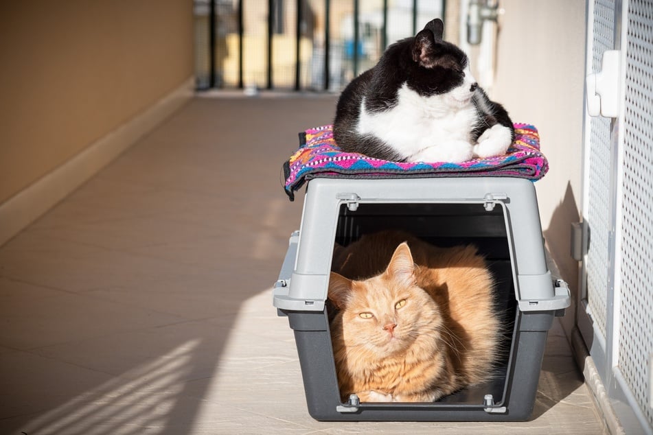 If you do it right, your cat might actually enjoy its journey in the cat carrier.