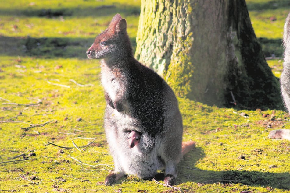 Die Bennett-Kängurus genießen die Ruhe im Chemnitzer Tierpark.