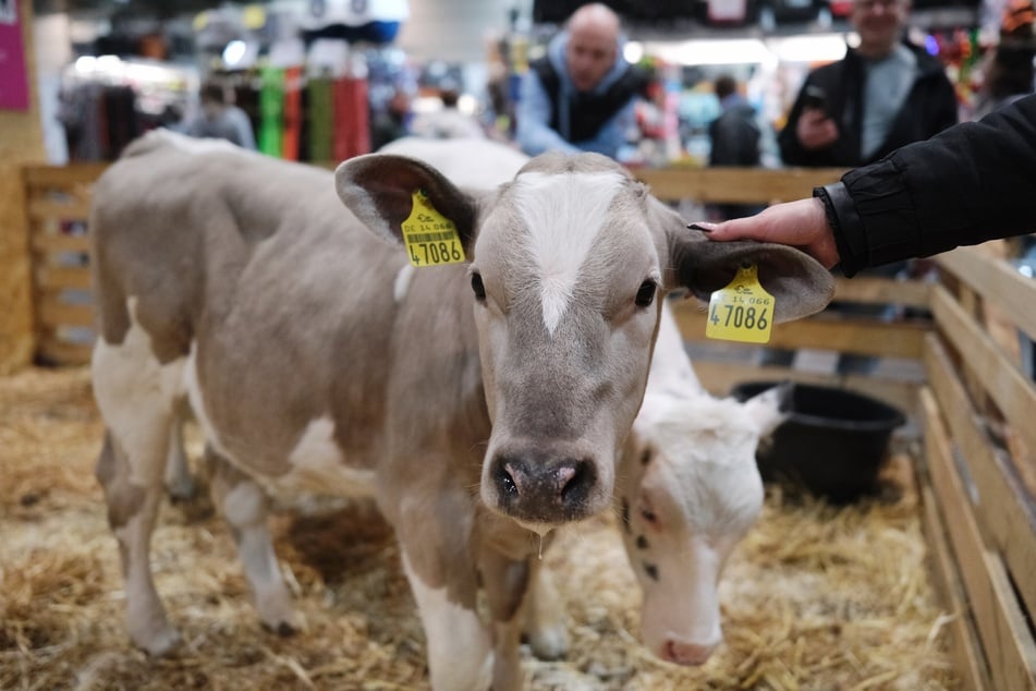 Auch Streichelgehege mit diversen Nutztieren gibt es heuer wieder auf der "Haus-Garten-Freizeit".