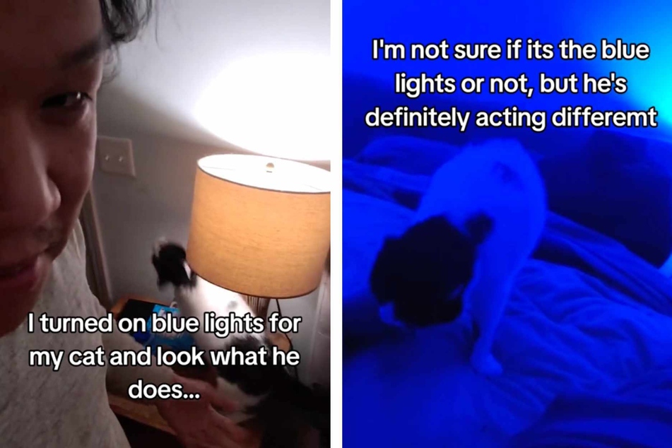 This TikTok user's cat isn't normally friendly or affectionate – until the owner turns all of the lights in the room blue! Then, something amazing happens.
