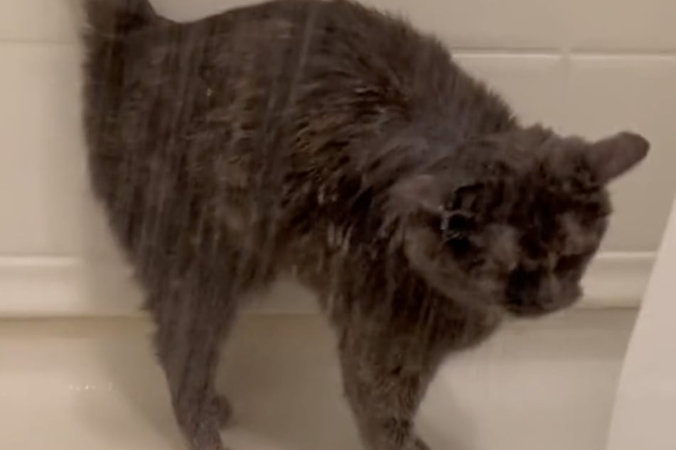 Die Lieblings-Beschäftigung dieser Katze bringt täglich so viele zum Lachen