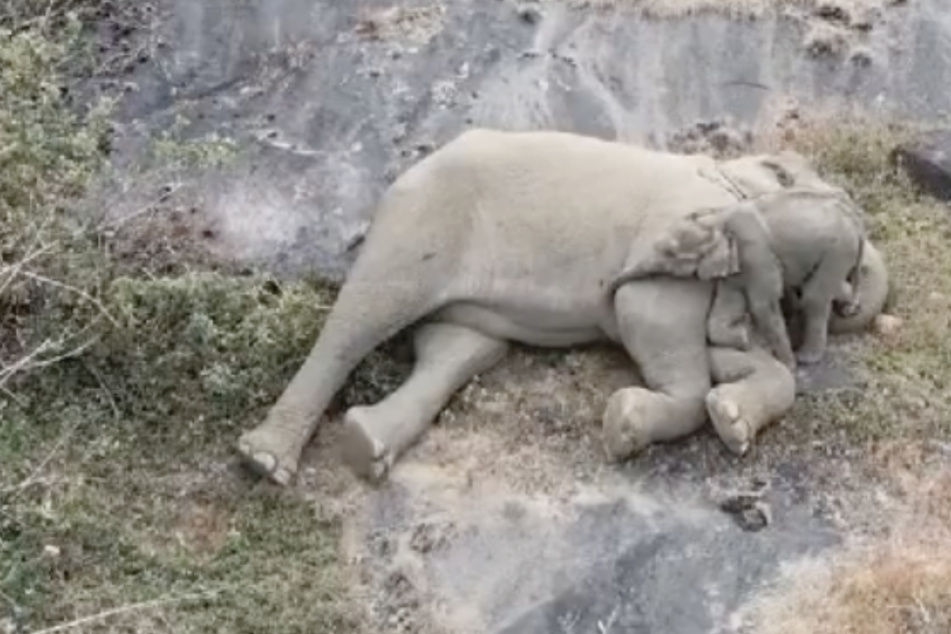 Baby-Elefant sieht Mutter nach vier Tagen endlich wieder: Was dann passiert, ist herzerwärmend