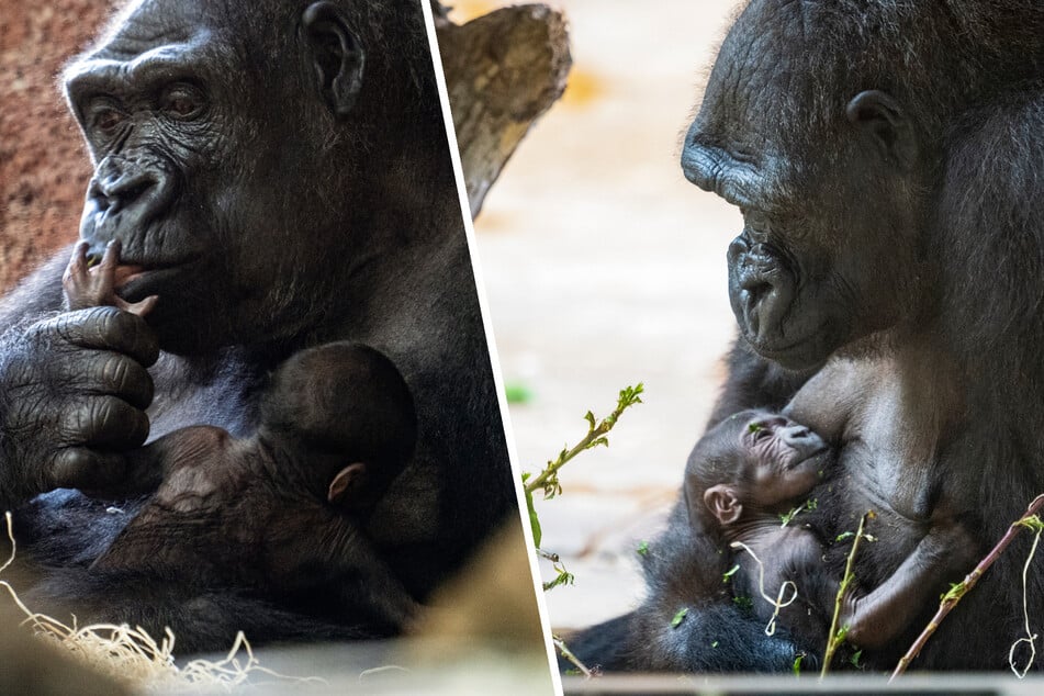 Zuckersüßer Nachwuchs im Prager Zoo: Gorilla-Mädchen bekommt Geschwisterchen