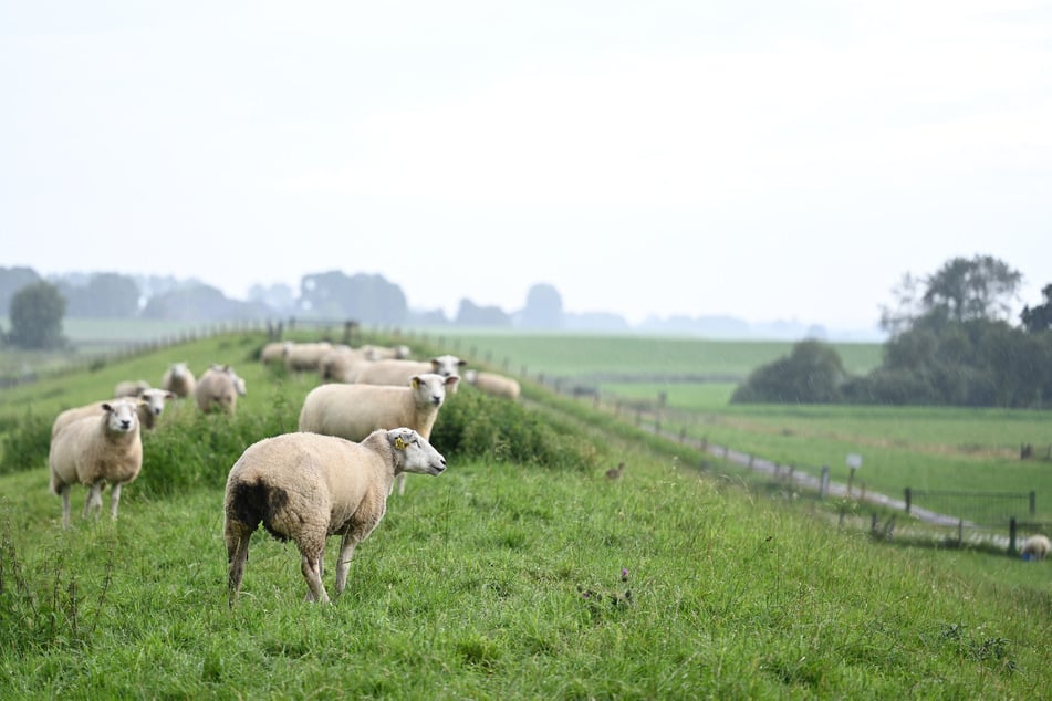 Insgesamt sind 29 Schafe durch die Angriffe ums Leben gekommen. (Symbolbild)