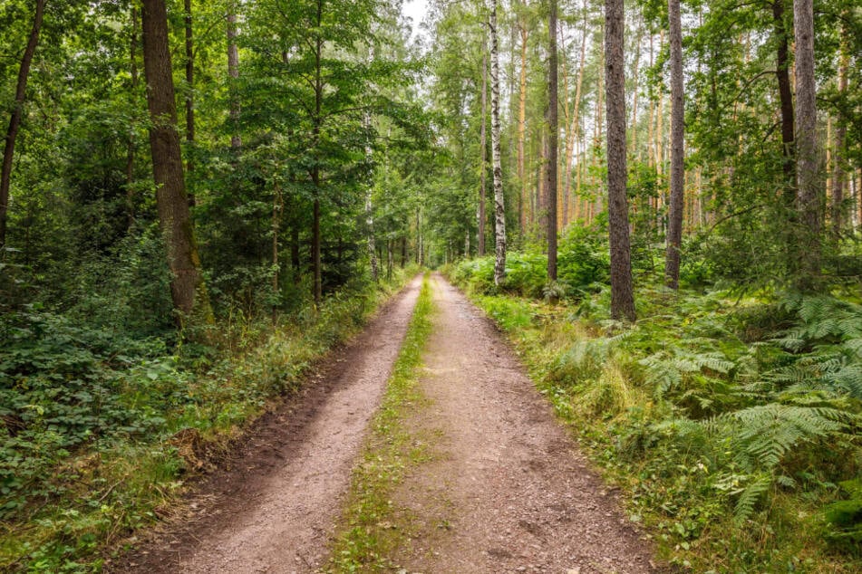 Bis zu 20 Hektar seines Waldes sollen zum Friedhof umfunktioniert werden.