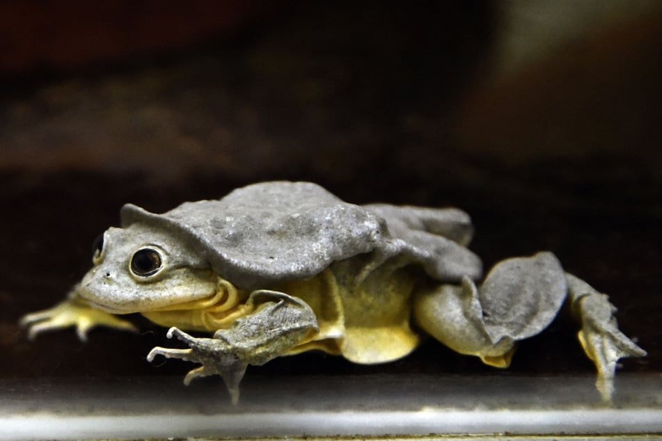 Wegen ihres speziellen Aussehens bekamen die Tiere auch schon den Spitznamen "scrotum frog" (Hodensackfrosch).