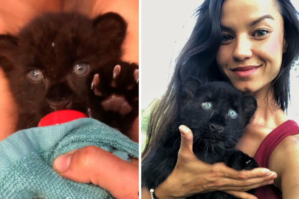 From a bundle of fur to a beautiful panther – Victoria documented Luna's journey on Instagram.