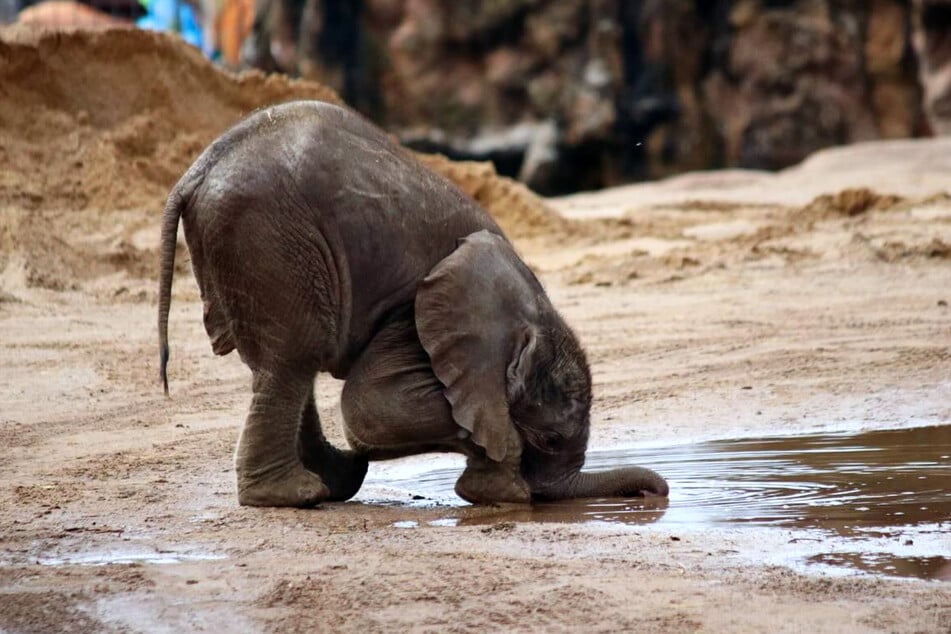 Noch muss der Elefantenbulle aus dem Zoo Halle sein Wasser mit dem Mund aus der Pfütze schlürfen.