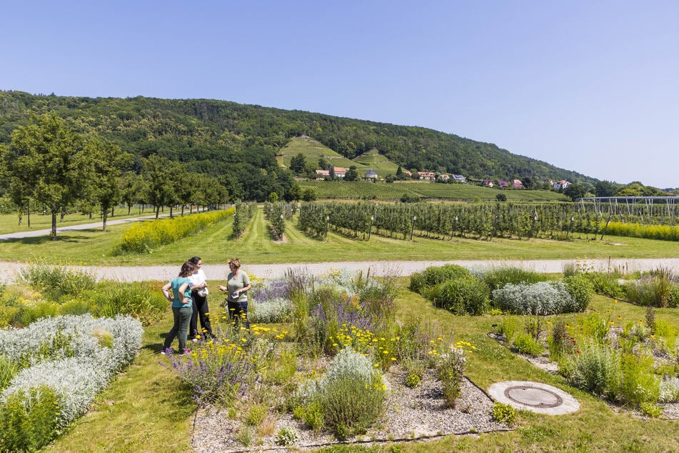 Im vorigen Jahr besuchten 3500 Hobbygärtner den Gartentag, dieses Jahr hofft Gartenakademie-Referentin Kerstin Viehweger auf 4000.
