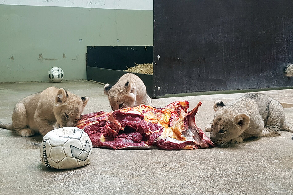 Weg mit der Milch, her mit dem Fleisch! Das Löwen-Quartett genießt inzwischen schon "erwachsenere" Snacks.