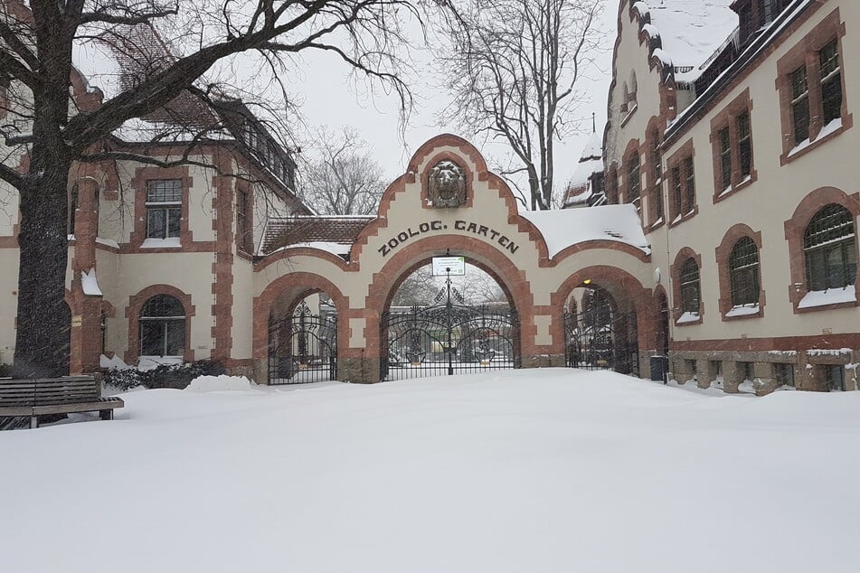 Ganz so verschneit sieht es aktuell leider nicht mehr aus, trotzdem hat der Winter auch den Leipziger Zoo im Griff. Die kalte Jahreszeit bedeutet auch für die Zoobewohner eine Umstellung.