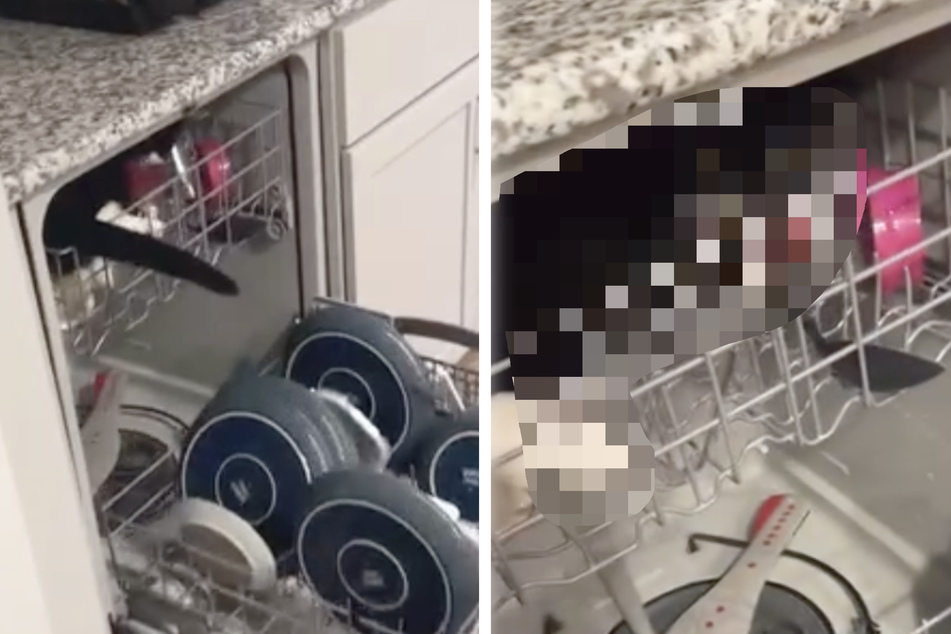 Frau hört Geräusche in der Küche: Was sie in der Spülmaschine findet, sorgt für Erstaunen und Gelächter