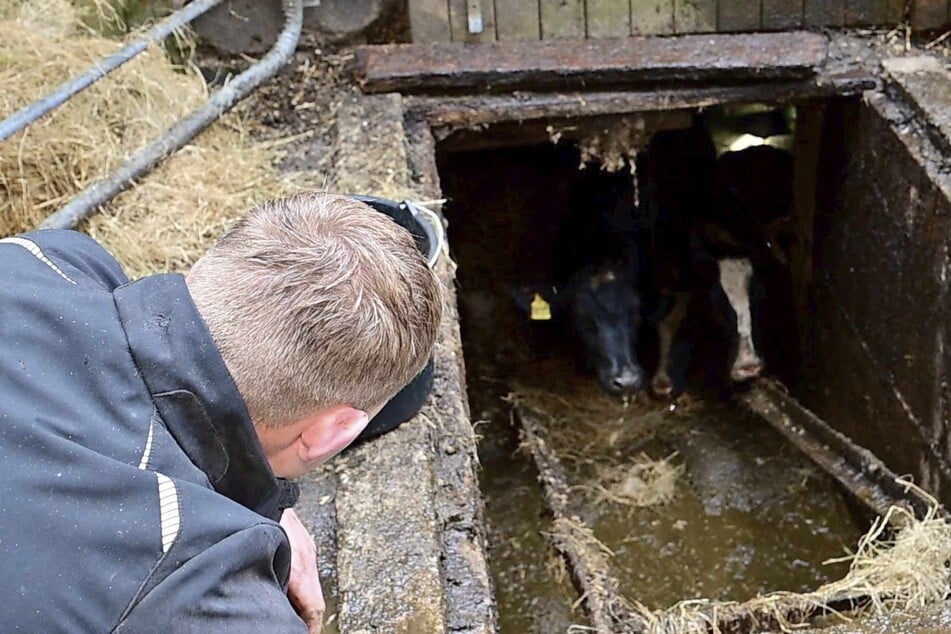 Stinkender Einsatz für die Feuerwehr: Kameraden retten Rinder aus Güllekeller