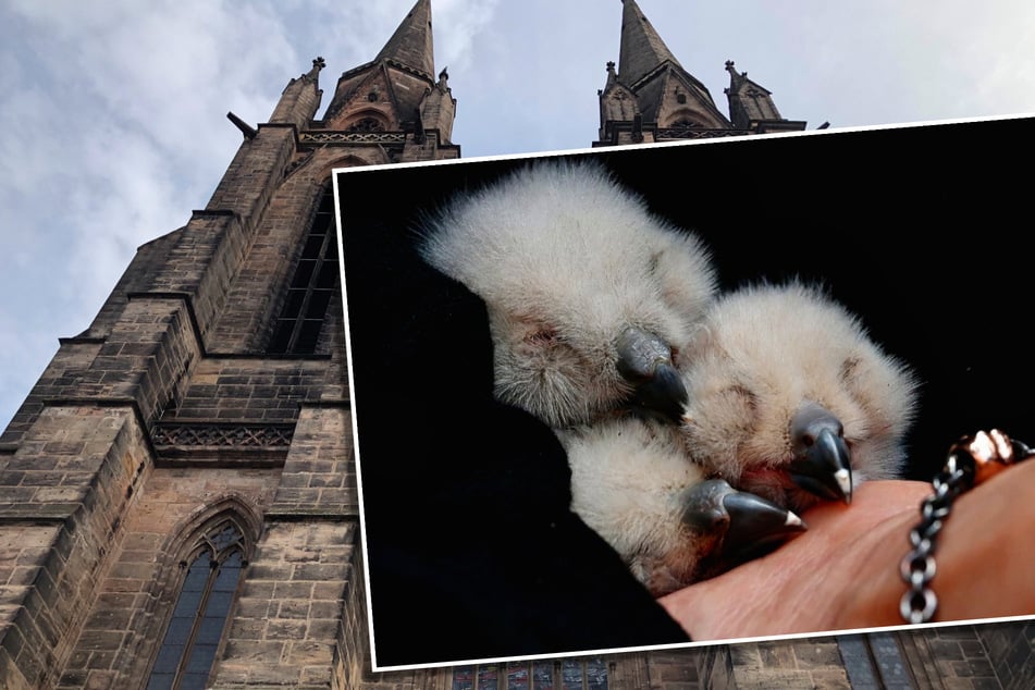 Drama um Uhu-Familie in Marburg: Ist Papa "Hugo" wieder im Kirchturm?