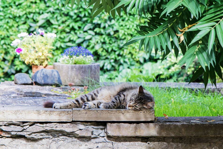 Ein katzenfreundlicher Garten bietet der Fellnase verschiedene Schlafplätze für alle Wetterlagen.