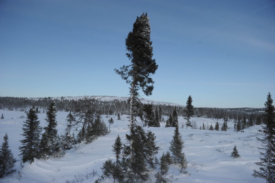 This month, the US National Oceanic and Atmospheric Administration said the Arctic tundra, after locking away C02 for millennia, was becoming a net source of emissions.