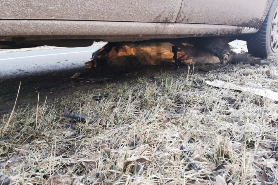 Opel "erlegt" Wildschwein: Totes Tier unter Fiat eingeklemmt