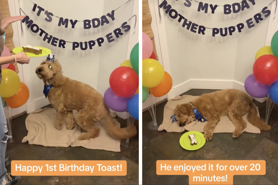 Narcoleptic dog falls asleep during birthday party in viral video