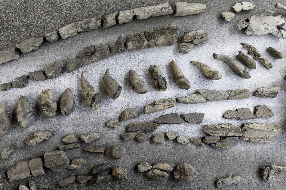 Fertig präparierte Zähne und Kieferteile eines 11 Millionen Jahre alten Urzeitwals, aus der Tongrube Pampau liegen auf einem Tisch.