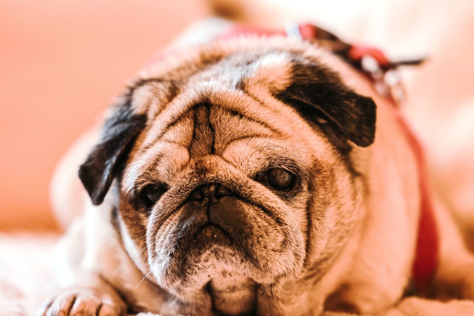Mops Lotti Schlotterbeck hat so gar keinen Bock auf Post vom Beitragsservice. (Symbolbild)