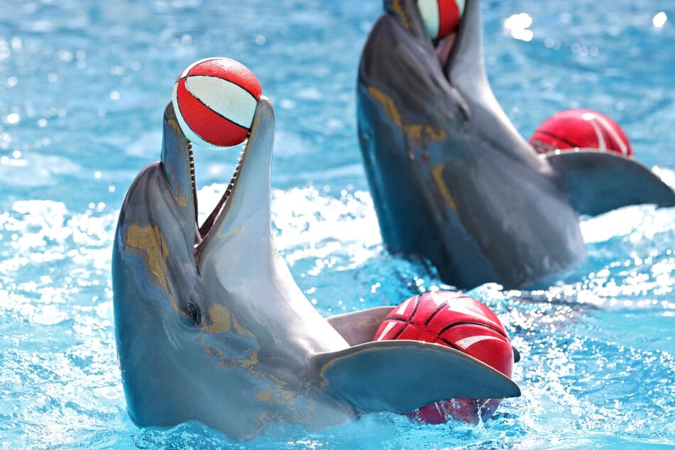 Fin-ally! Expedia bans dolphin and animal shows from travel site