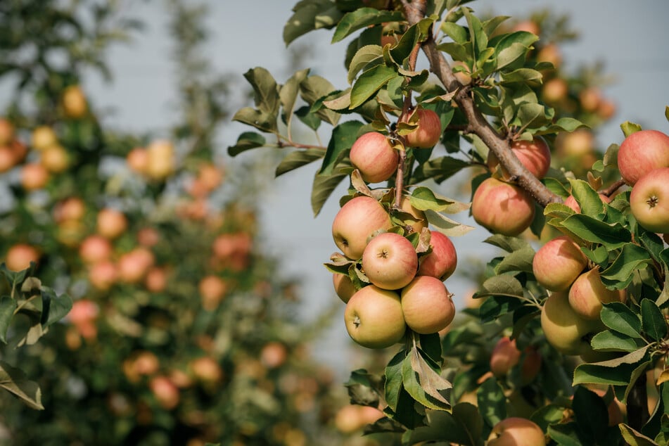 Vier Obstbäume gefällt: Täter verschwinden spurlos