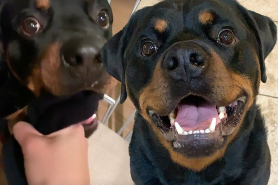 The fun-loving four-legged friend has a soft spot for socks, his owner's videos show.