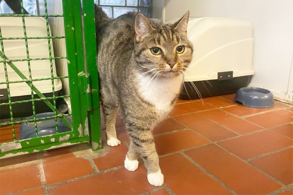 Kater Hardy aus dem Hamburger Tierheim sucht ein tolles Zuhause.