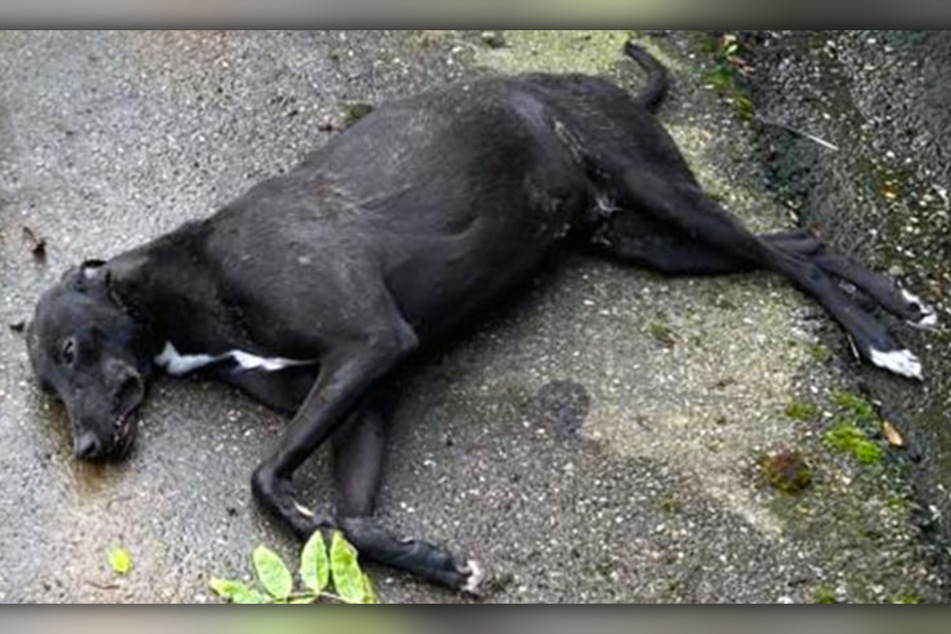 Dieser tote Hund, ein Galgo-Español-Mischling, wurde unweit des Leichenfundortes entdeckt. Möglicherweise besteht ein Zusammenhang.