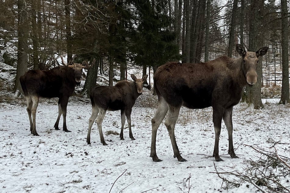 Um ihren Nachwuchs zu beschützen, griff eine Elchkuh in Alaska einen Fotografen an. (Symbolbild)