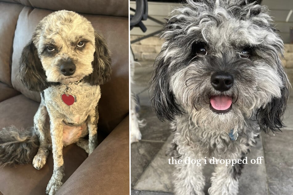Nach Besuch beim Hundefriseur: So entsetzt ist Louie von seinem neuen Look