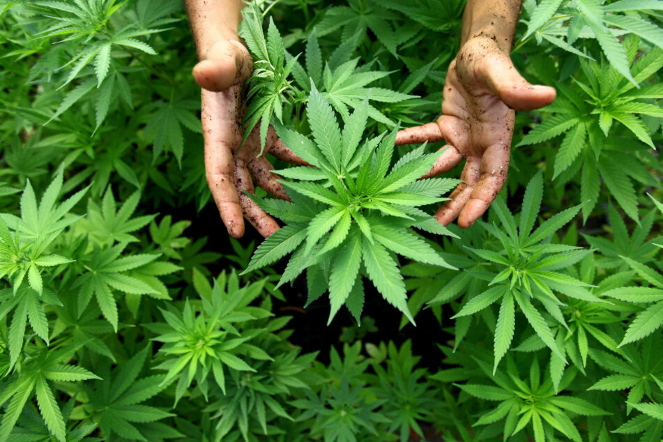 74 Kilo Marihuana wurden sichergestellt. (Symbolbild)