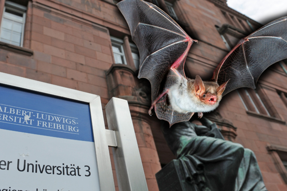 Knapp 700 Fledermäuse starben in einer Lüftungsanlage eines Gebäudes der Universität Freiburg. (Symbolbilder, Fotomontage)