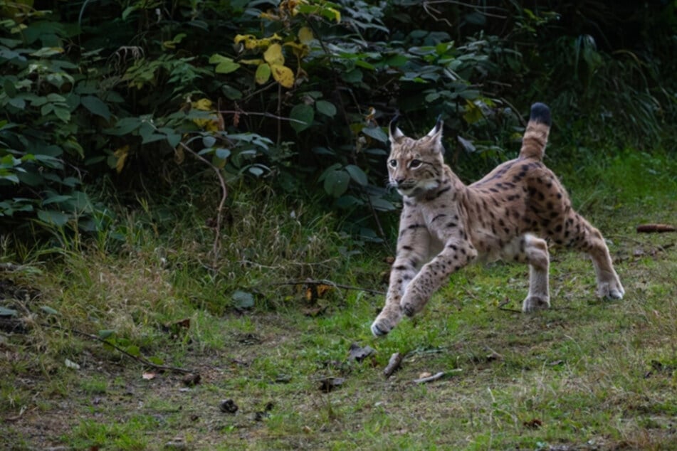 Mia ist jetzt Erzgebirgerin: Bayrischer Luchs in Sachsen ausgewildert
