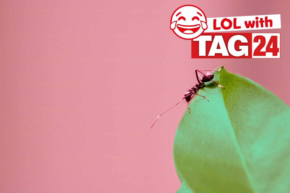 Today's Joke of the Day is a bug-filled funny.