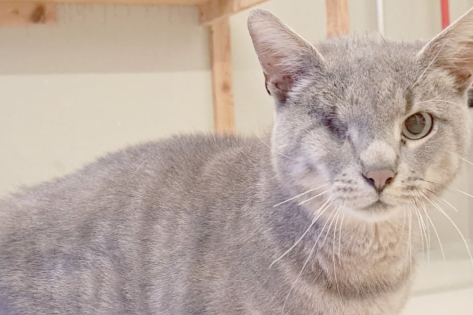 Mindestens ein Katzenleben aufgebraucht: Einäugiger Dolph hat schlimmen Autounfall hinter sich