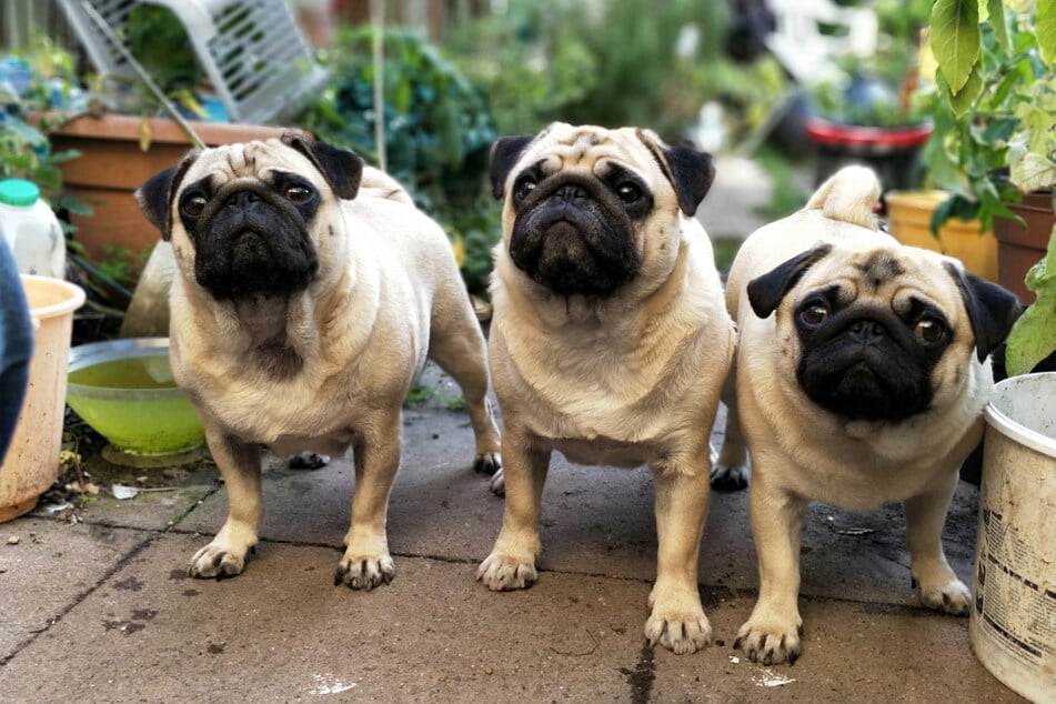 Considering how hard pugs find it to breathe, it's not surprising that they're low-energy.