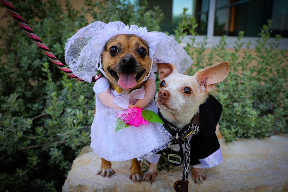 Chihuahuas Peanut (r.) and Cashew (l.) got hitched in an intimate ceremony.