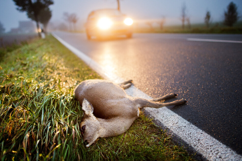 Wildunfälle häufen sich im Herbst, vor allem am Abend - und nehmen seit Jahren zu. Die Polizei warnt vor schweren Kollisionen.