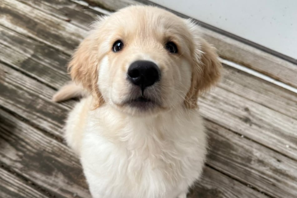 Inzwischen lebt Riley bei seiner "Menschen-Familie" im US-Bundesstaat New York.