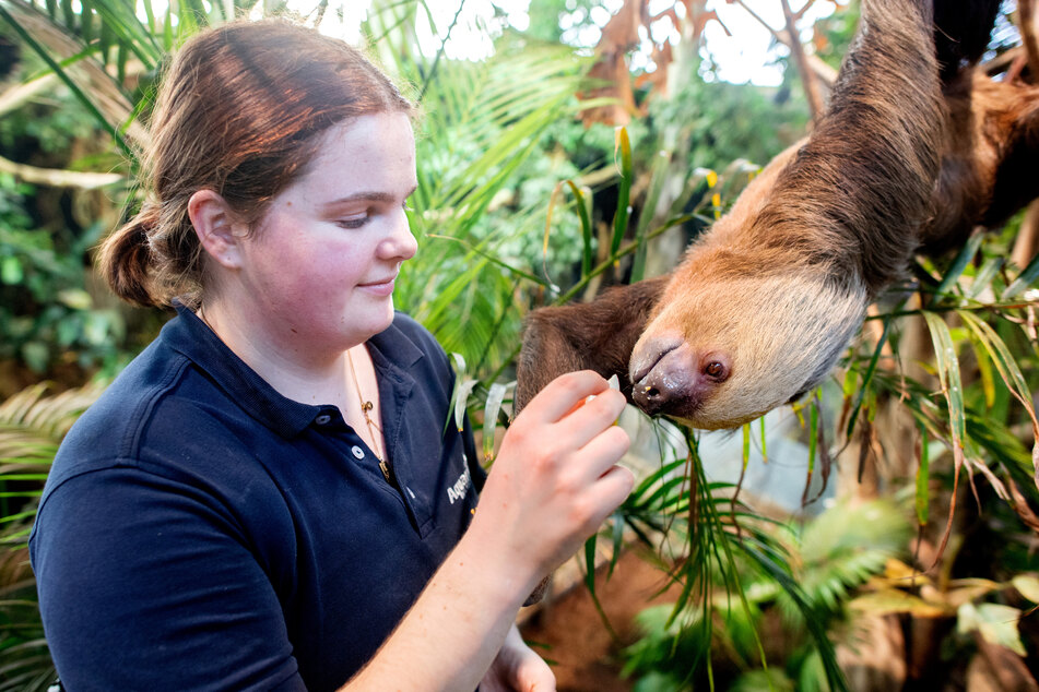 Tierpflegerin Lena Winkelmann füttert ein weibliches Faultier, das in der Tropenhalle im Aquarium Wilhelmshaven an einem Baum hängt.