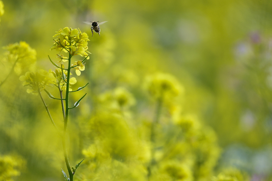 Nicht nur für Bienen bietet die kommende Woche viel Grund zur Wetter-Freude. (Symbolbild)