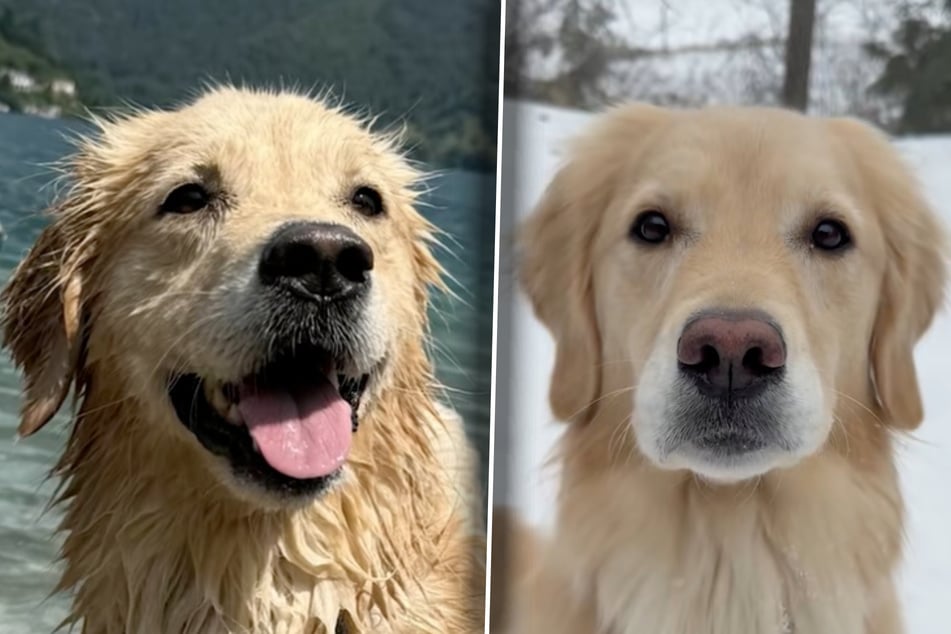 Golden-Retriever-Dame Emma sorgt bei ihrem Herrchen für Staunen. Mal ist ihre Nase schwarz, mal rosa. Was ist denn da los?