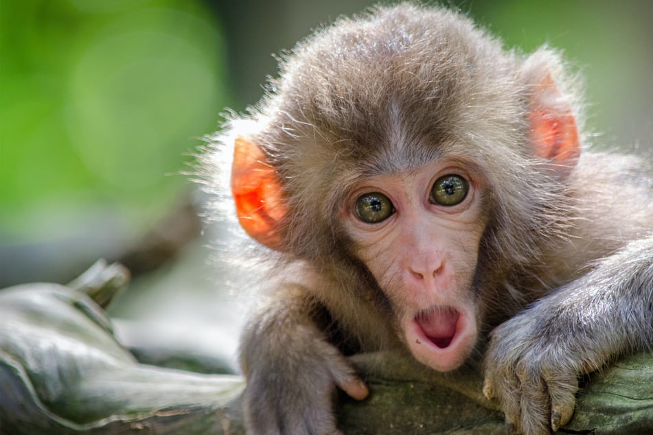 Greedy monkeys are very greedy, but are they the most greedy? That is the question.
