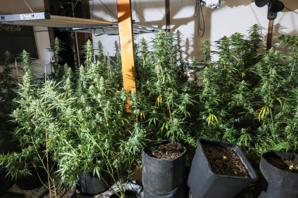 Zahlreiche Cannabispflanzen stellte die Polizei bei dem Einsatz sicher.