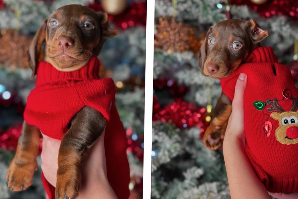 Der Dackel hat einen Weihnachtspullover und durfte auch schon den Weihnachtsmarkt besuchen.